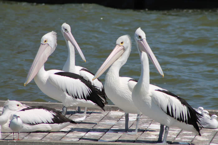 Goolwa Wharf
